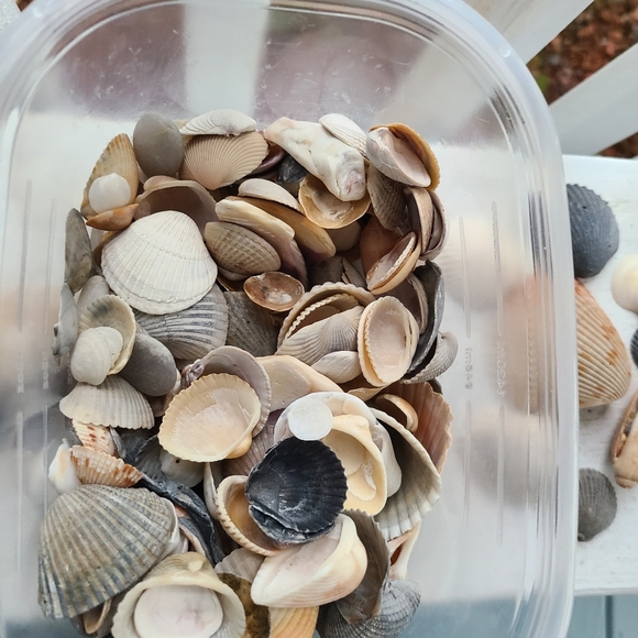 Seashells Carolina beaches Atlantic ocean sea shell includes one sea biscuit - Picture 6 of 9